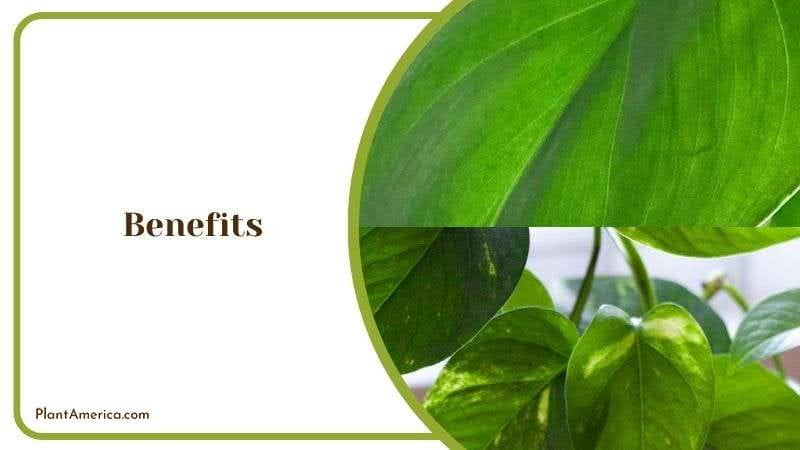 Benefits of Silver Stripe Plants Plant America
