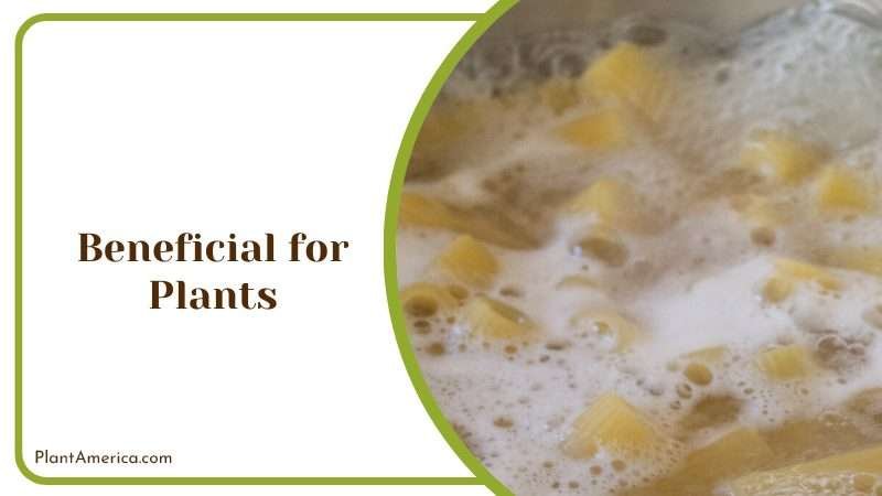 Benefits of Using Pasta Water for Plants Plant America
