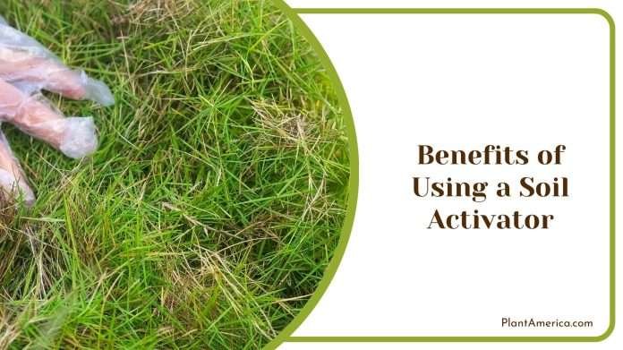 What Is Soil Activator? Benefits and Applications - Plant America