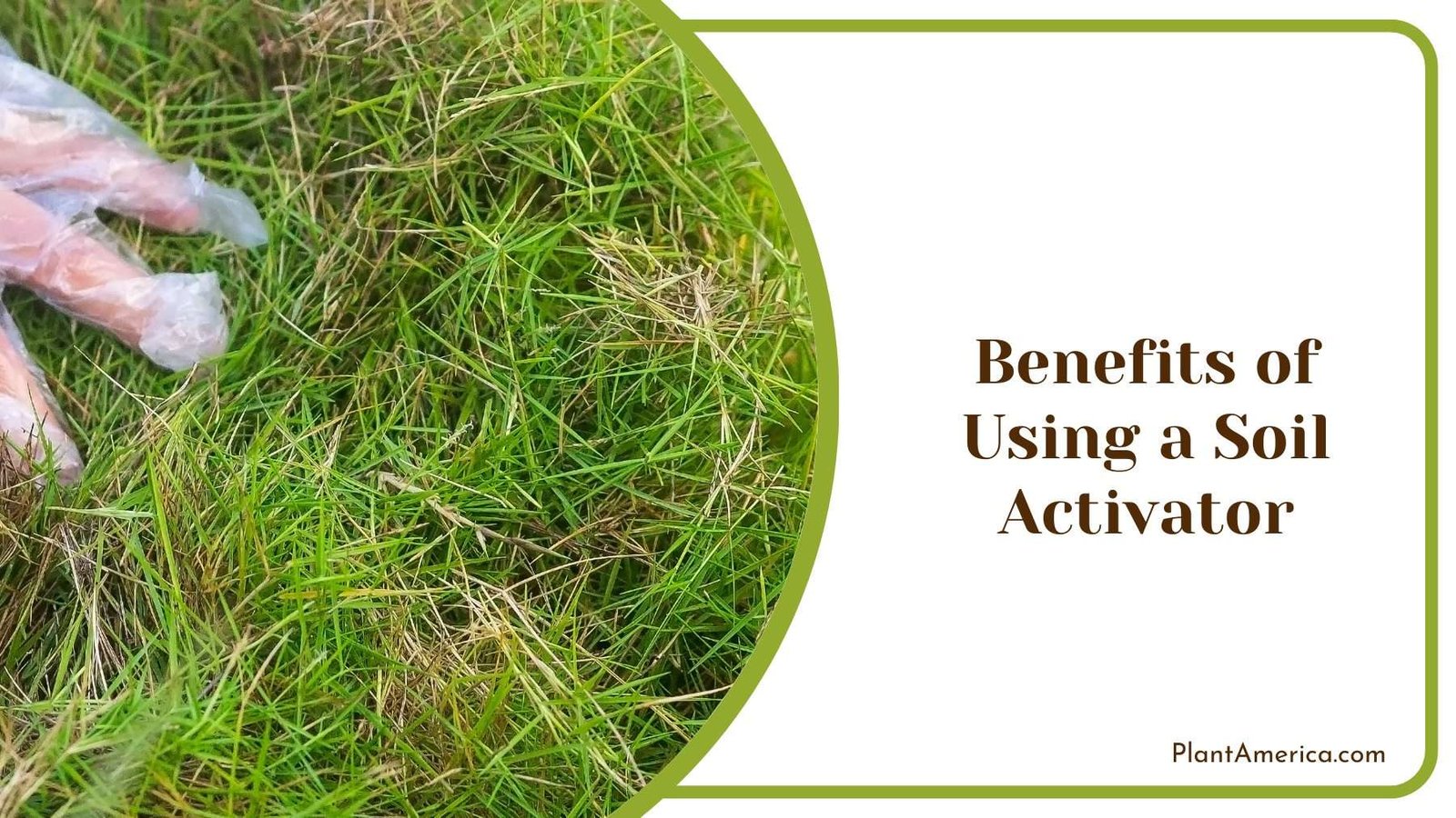 What Is Soil Activator? Benefits and Applications - Plant America