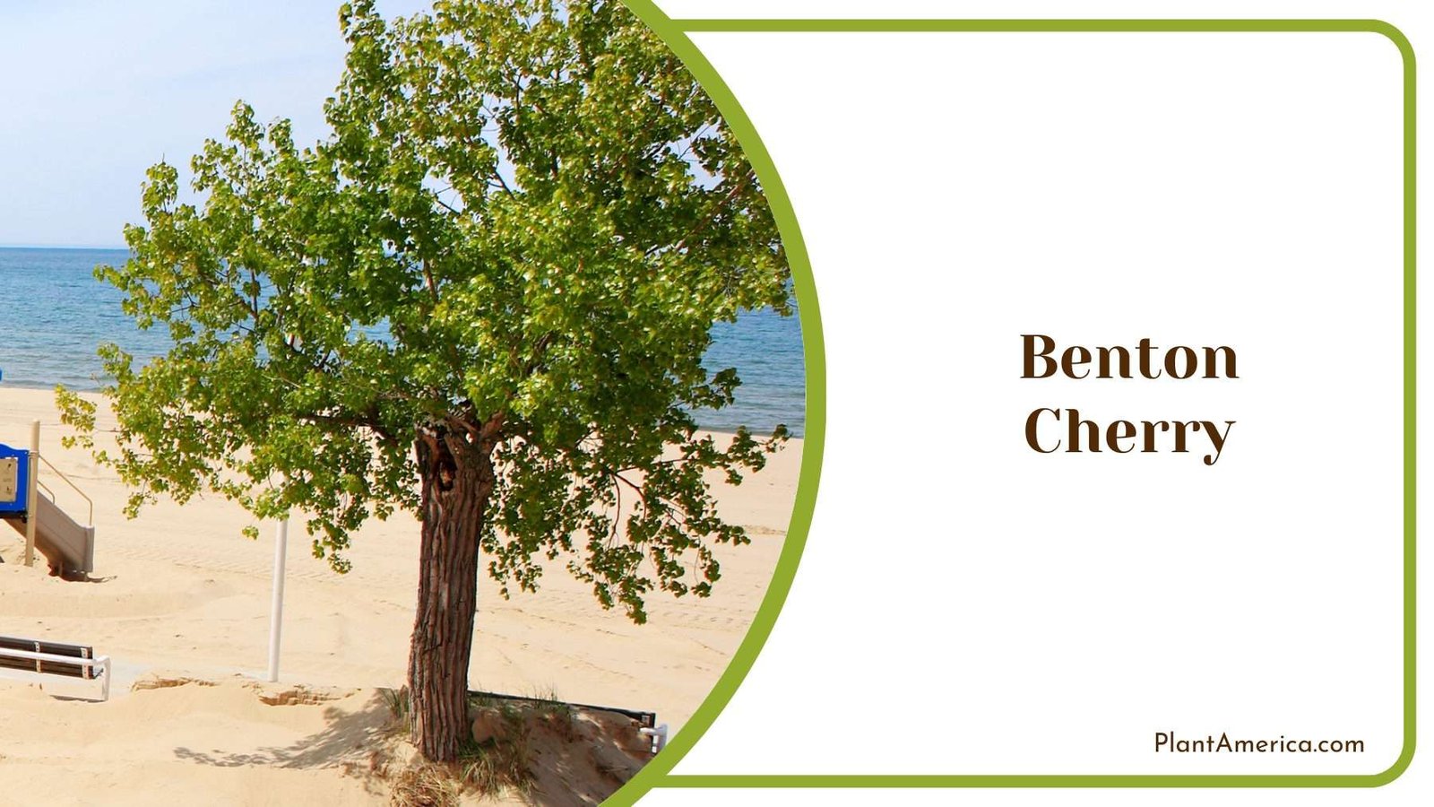 Benton Cherry Tree Plant America