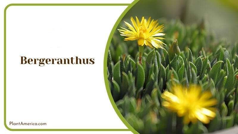 Bergeranthus Plant America