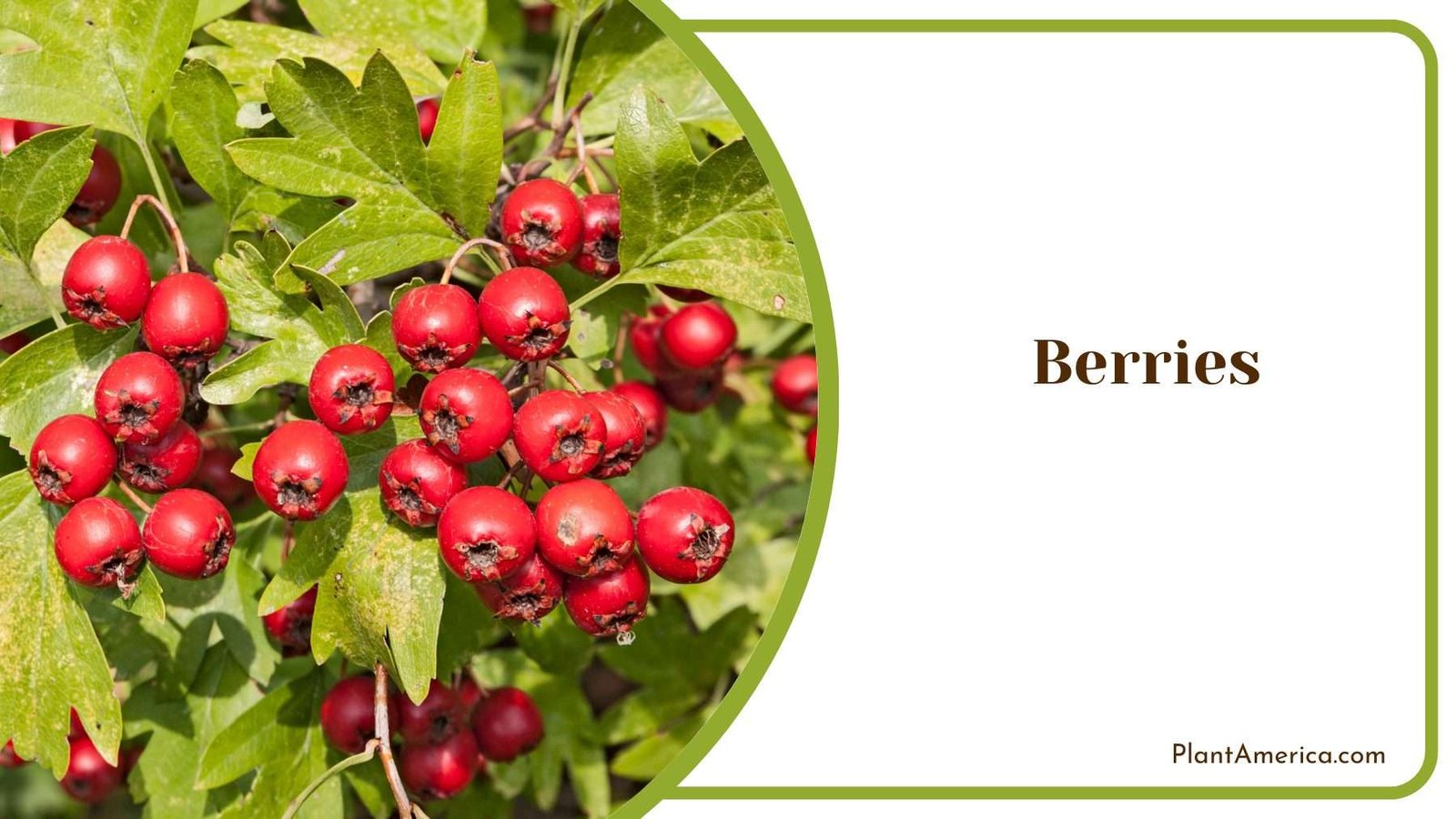 Berries Tree Plant America