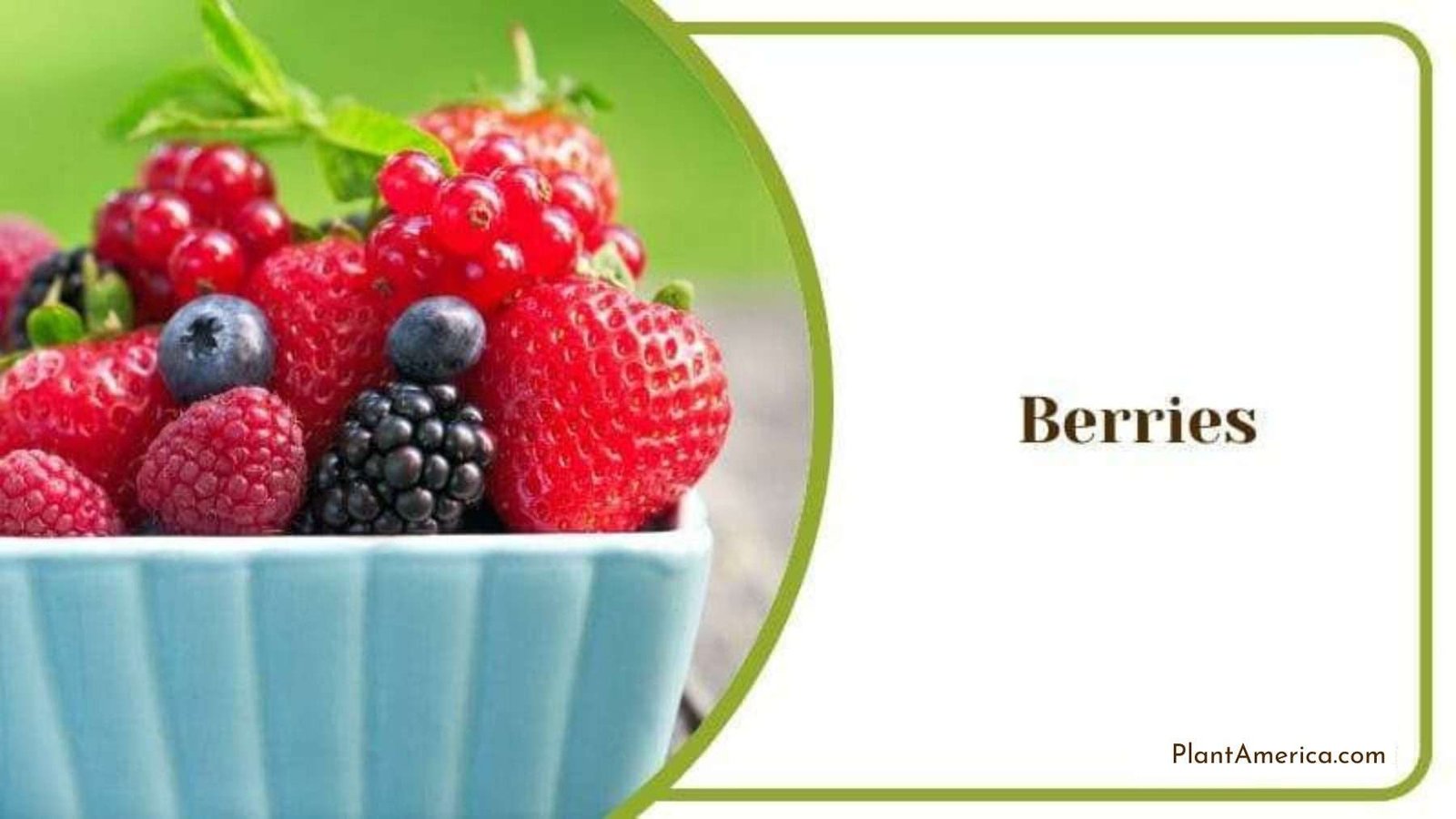 Berries in a Dish Plant America