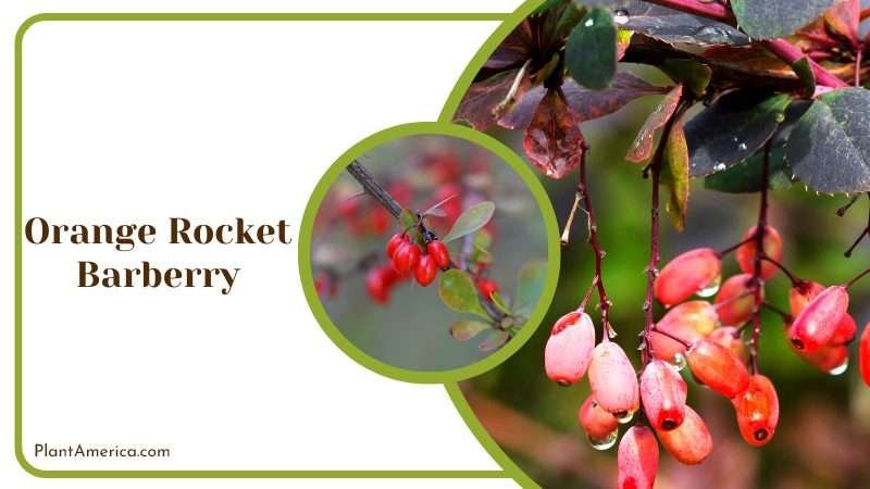 Berries on Orange Rocket Barberry Plant America