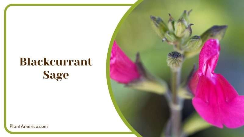 Berry Like Aroma of Blackcurrant Sage Plant America