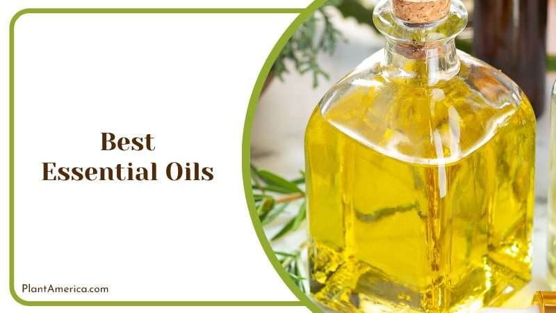 Best Essential Oils for Plants Plant America