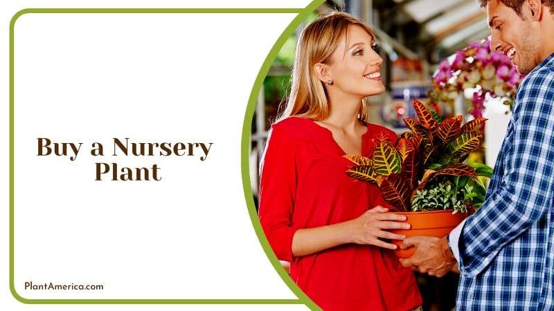 Best Nursery Plant for Your Spider Plant Plant America