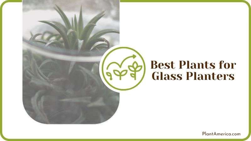Best Plants for Glass Planters PlantAmerica