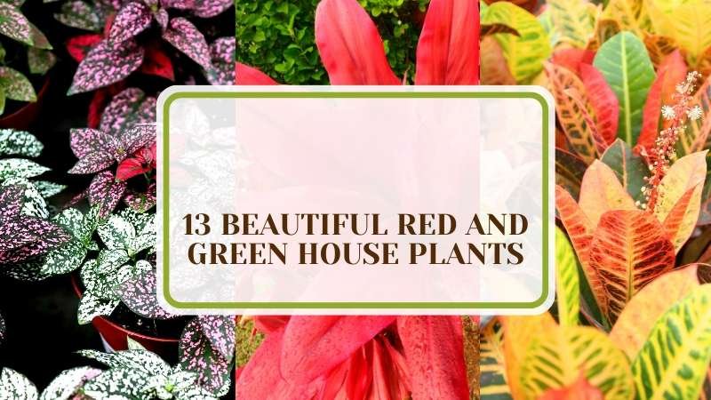 Best Red and Green House Indoor Plants Plant America 13 Beautiful Red and Green House Plants: Best Picks