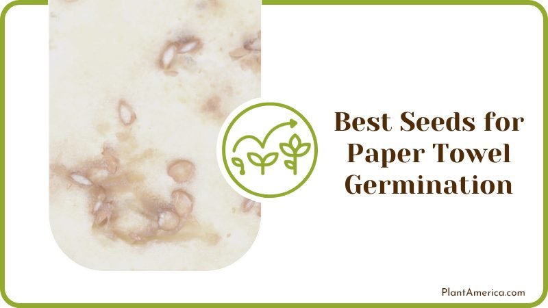 Best Seeds for Paper Towel Germination Plant America Best Seeds for Paper Towel Germination Plant America