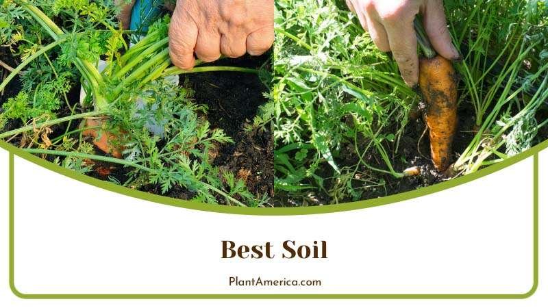 Sujon More Plants/Collage Image Best Soil for Monstera