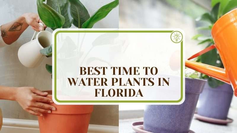 Best Time To Water Plants in Florida PlantAmerica Best Time To Water Plants in Florida: Know the Right Moment