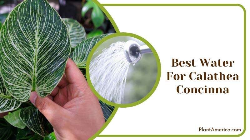 Best Water For Calathea Concinna ~ PlantAmerica Best Water For Calathea Concinna ~ PlantAmerica