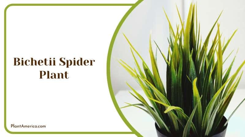 Bichetii Spider Plant PlantAmerica