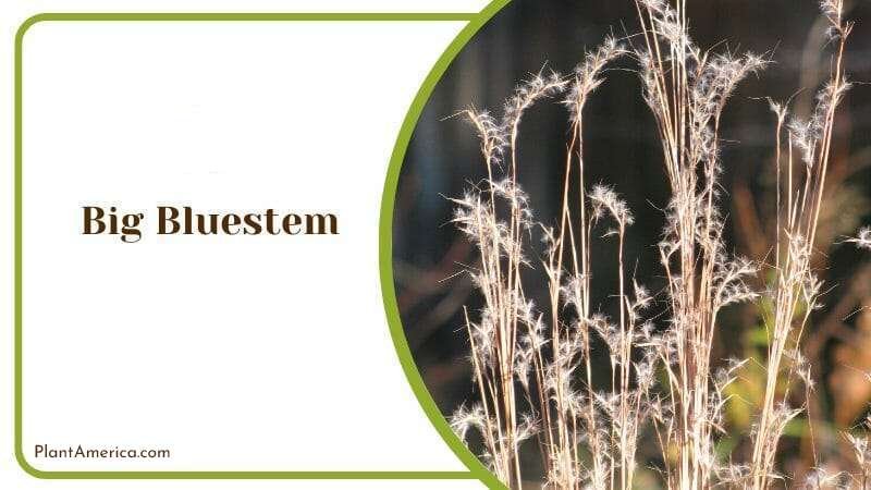 Big Bluestem Plant America