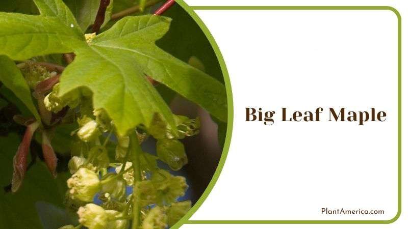 Big Leaf Maple Damaged by Pests PlantAmerica