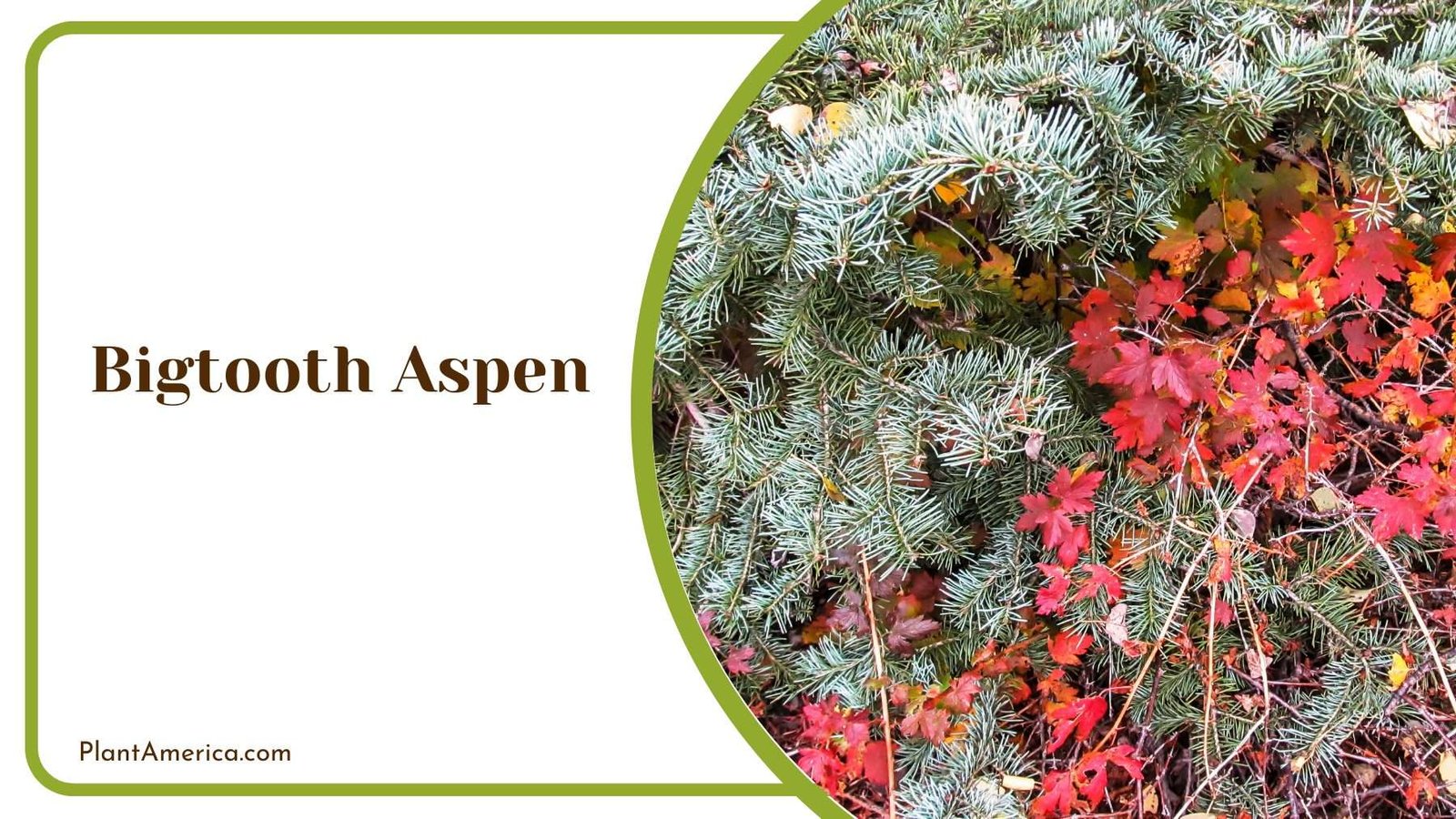 Bigtooth Aspen Bush Plant America