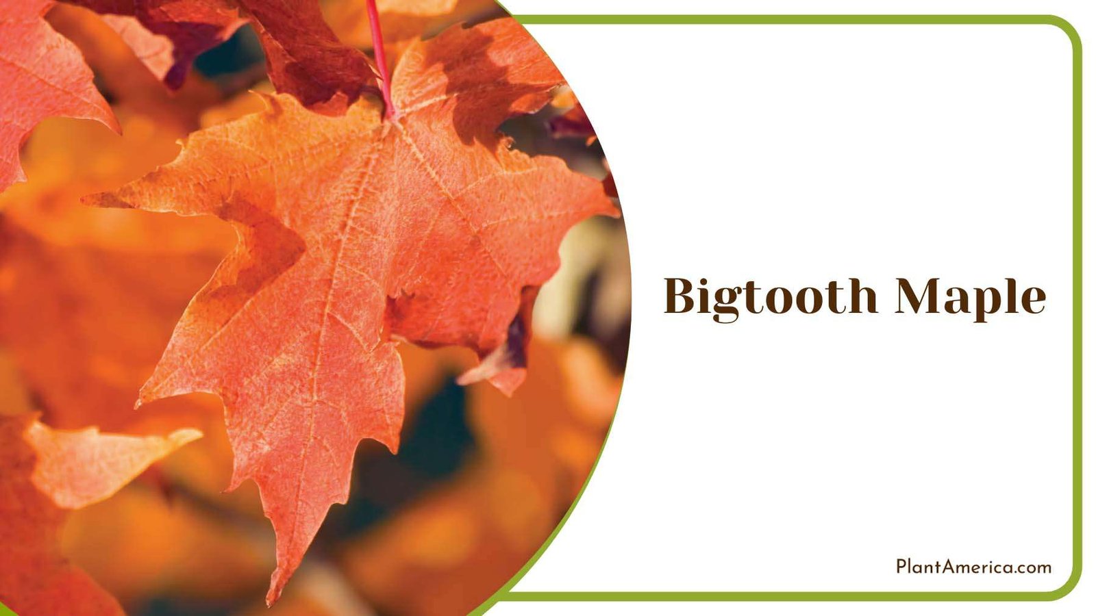 Bigtooth Maple s Vibrant Autumn Colors Plant America
