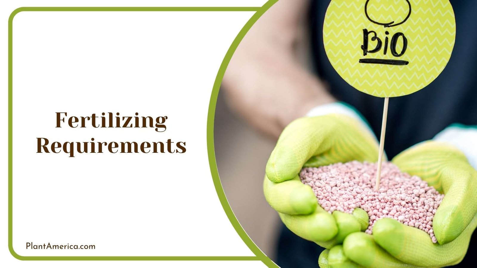 Bio Fertilizer In Hand Of Person Plant America