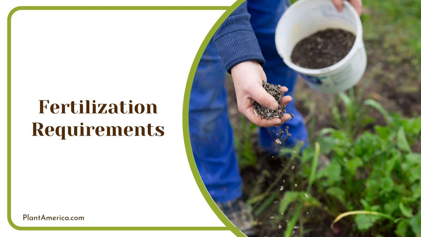 Bio Fertilizer In Hand Of a Man Plant America