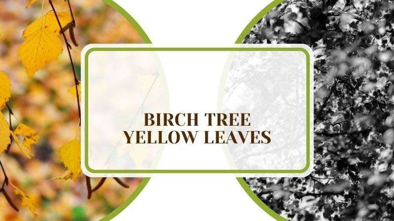 Birch Tree Yellow Leaves PlantAmerica Birch Tree Yellow Leaves: Discovering Causes and Solutions