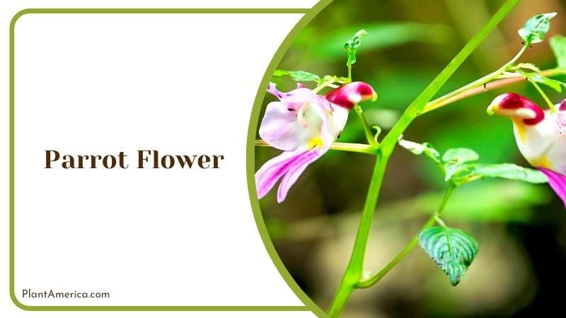 Bird Alike Parrot Flowers Plant America