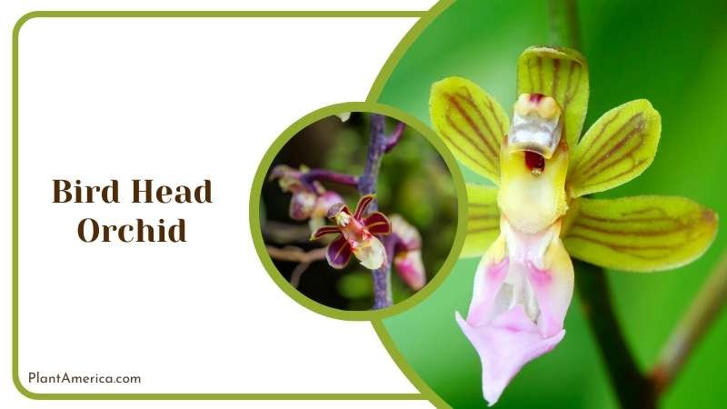 Bird Head Orchid Flower Plant America