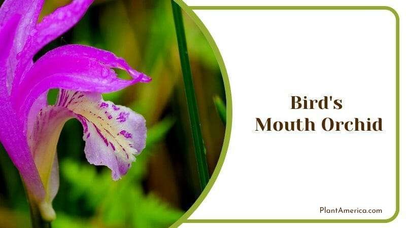 Birds Mouth Orchid Orthoceras Strictum Botanical Flower PlantAmerica