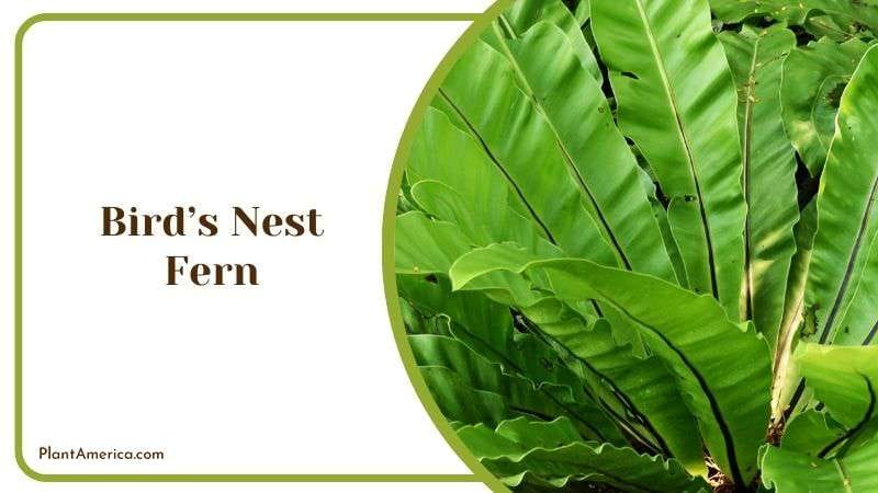 Birds Nest Fern Complications Plant America