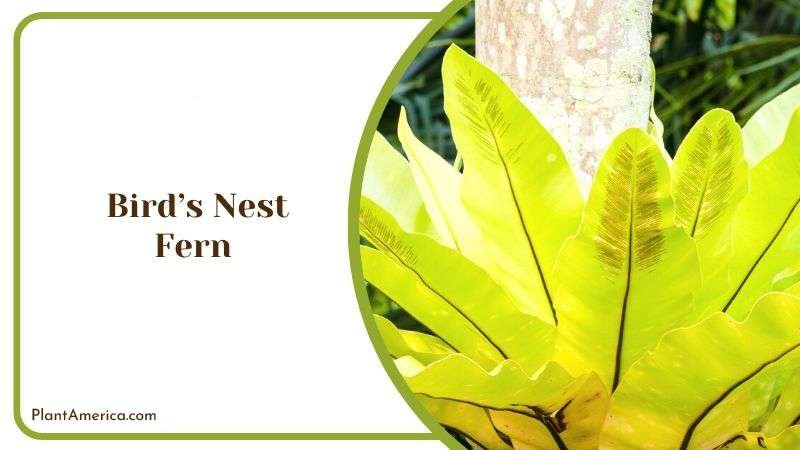 Birds Nest Fern Plant America