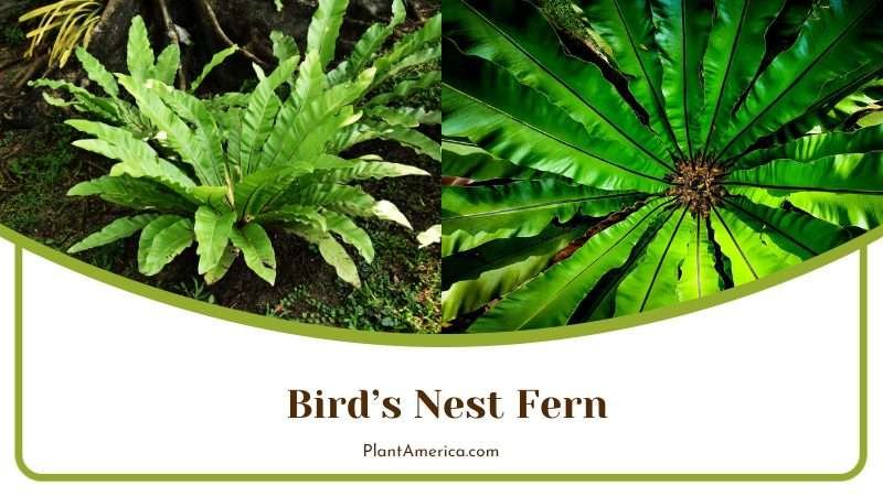 Birds Nest Fern in Sunlight Plant America