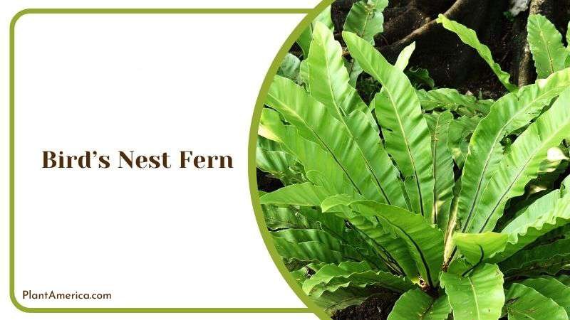 Birds Nest Fern or Asplenium Nidus Plant America Birds Nest Fern or Asplenium Nidus Plant America