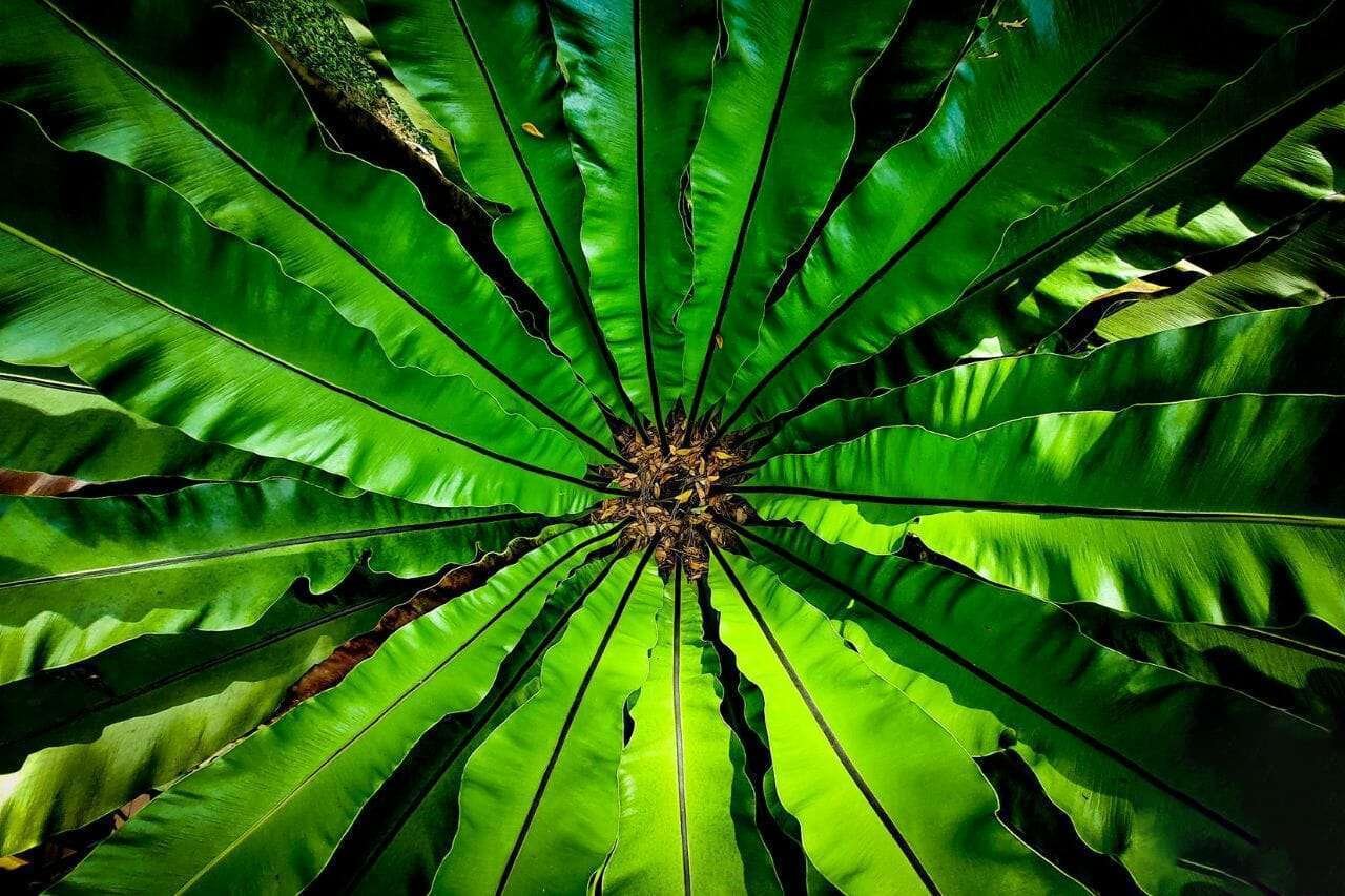 Birds nest fern Plant America 1 Birds nest fern Plant America 1