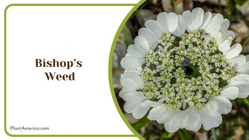 Bishop S Weed Plant America