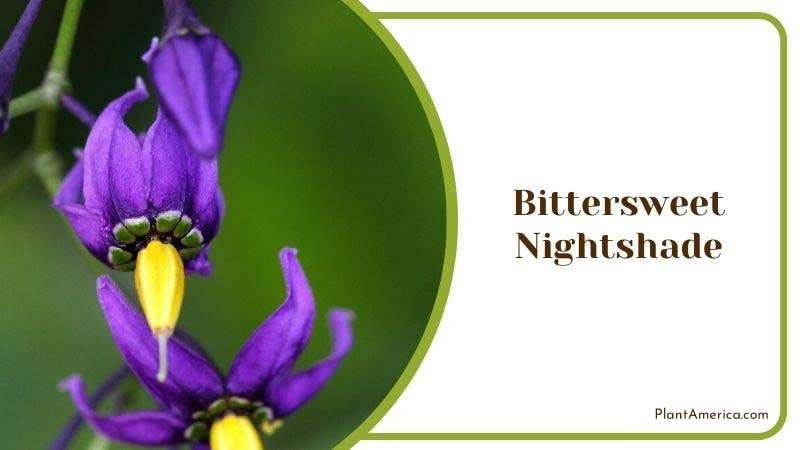 Bittersweet Nightshade Plant America 1
