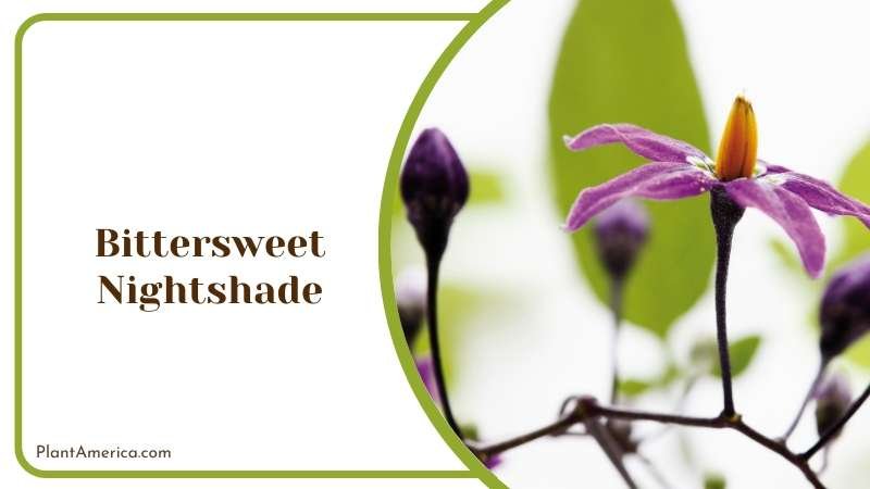 Bittersweet Nightshade Plant America 2