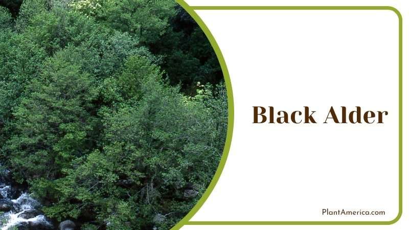 Black Alder Can tolerate partial shade PlantAmerica