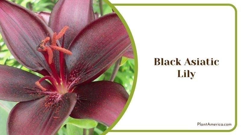 Black Asiatic Lily Plant America