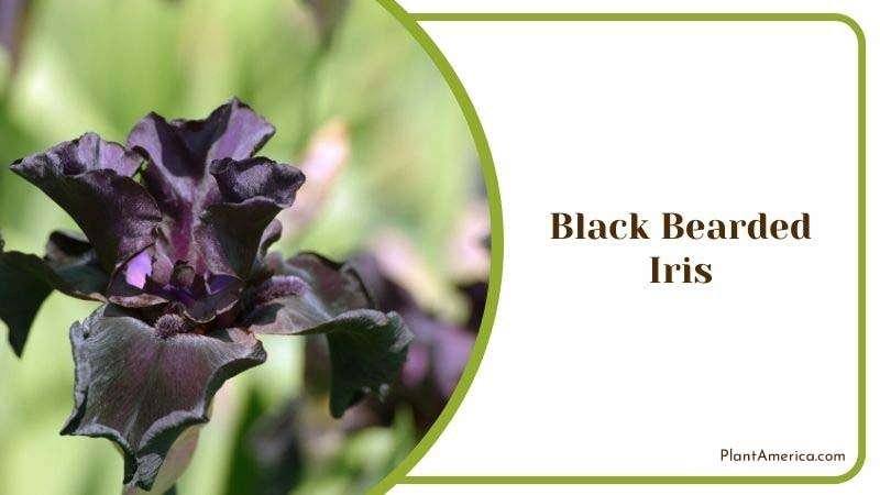 Black Bearded Iris Plant America