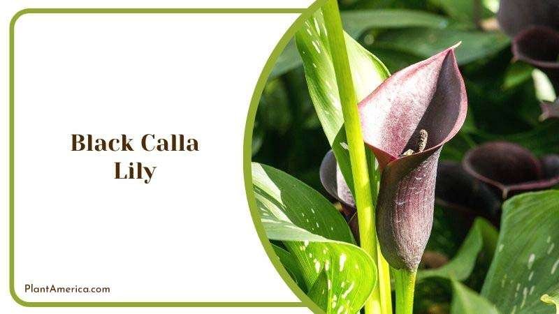 Black Calla Lily Plant America