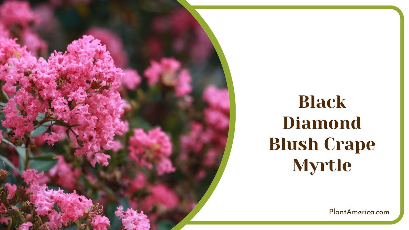 Black Diamond Blush Crape Myrtle Plant America