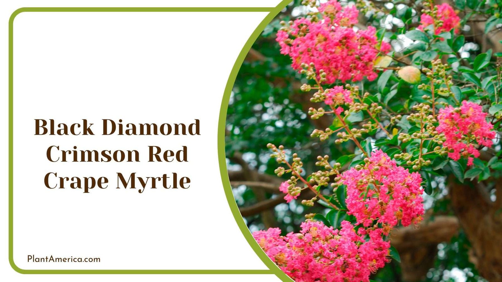 Black Diamond Crimson Red Crape Myrtle Plant America
