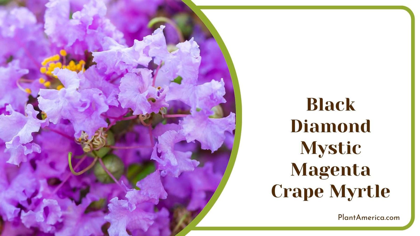 Black Diamond Mystic Magenta Crape Myrtle Plant America
