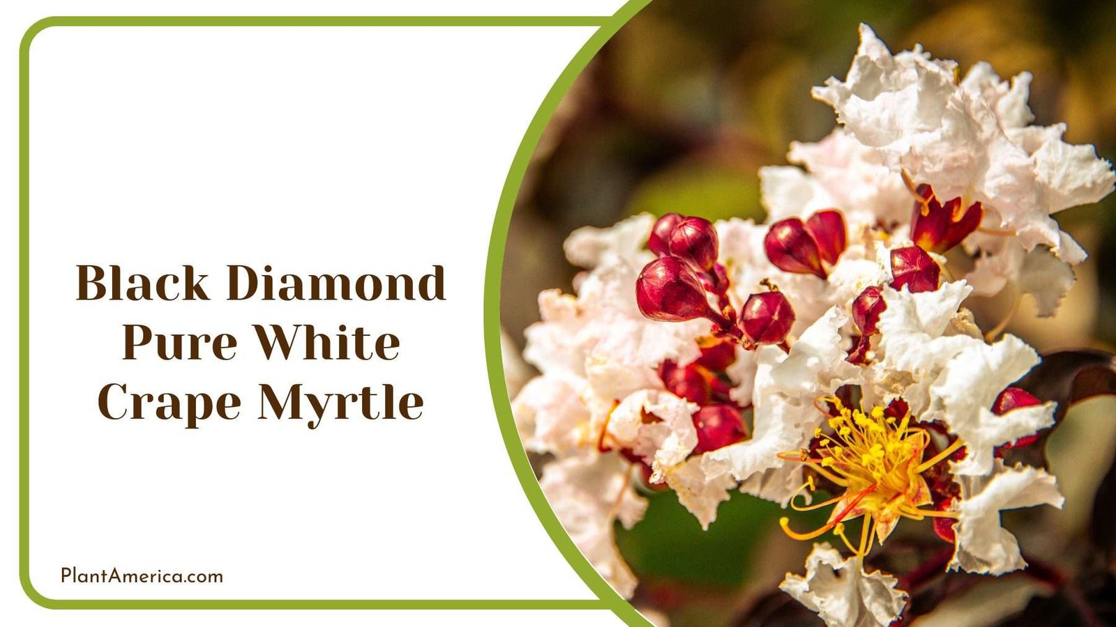 Black Diamond Pure White Crape Myrtle Plant America