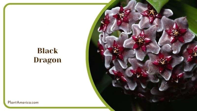 Black Dragon Peonies Plant America