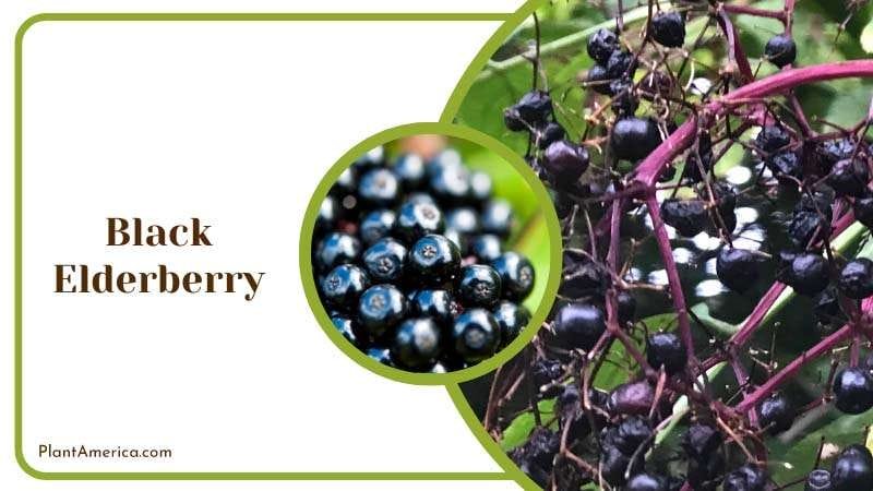 Black Elderberry Plants Plant America