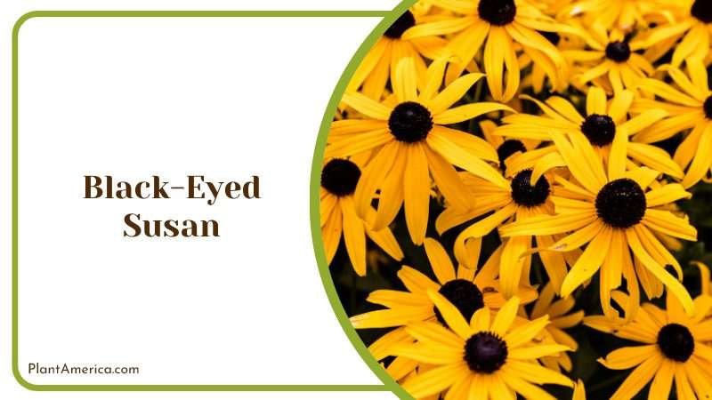Black Eyed Susan Benefits PlantAmerica