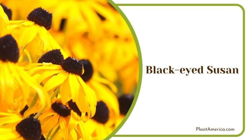 Black Eyed Susan Flower Bed PlantAmerica Black Eyed Susan Flower Bed PlantAmerica