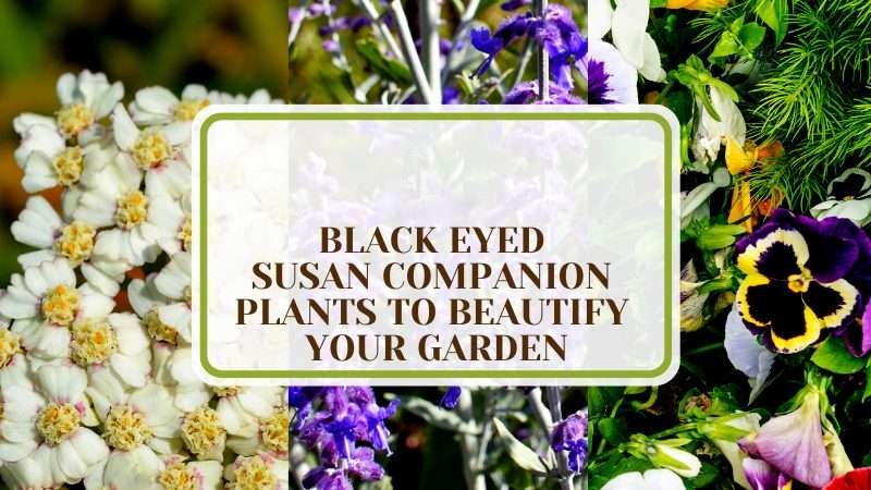 Black Eyed Susan Garden Boosters Plant America 10 Black Eyed Susan Companion Plants to Beautify Your Garden